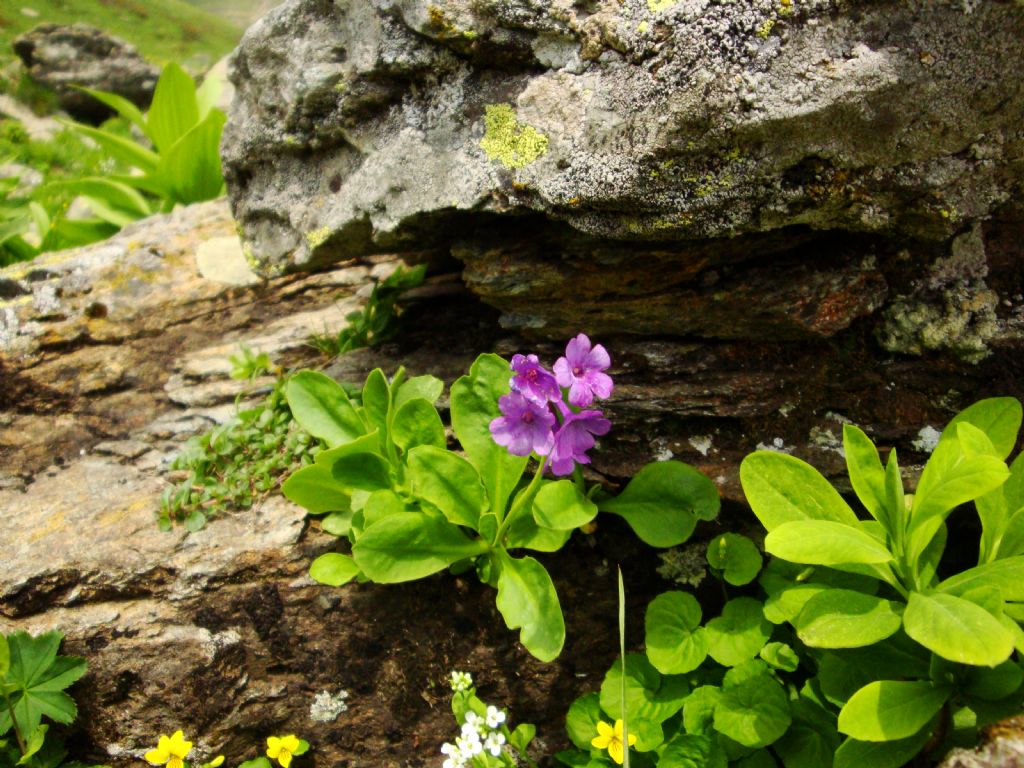 Primula latifolia subsp. graveolens / Primula a foglie larghe